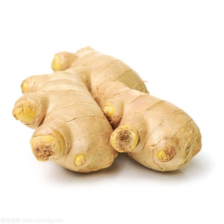 Эмне үчүн Premium Fresh Ginger Сапаттуу сатып алуучулар үчүн артыкчылыктуу тандоо болуп саналат?