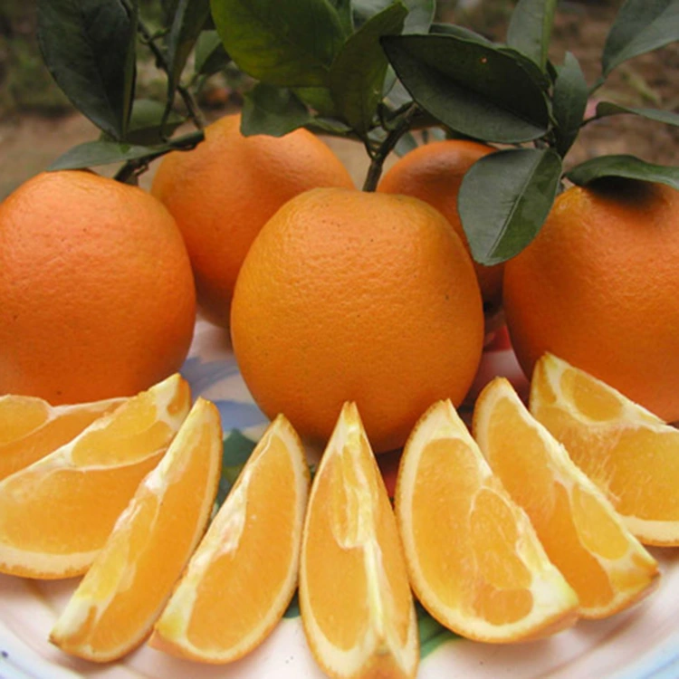 Premium Fresh ширелүү таттуу киндик апельсиндер