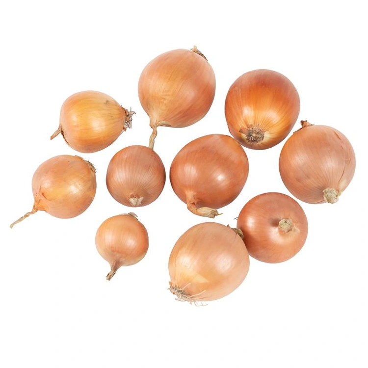 Premium Fresh Сары пияз