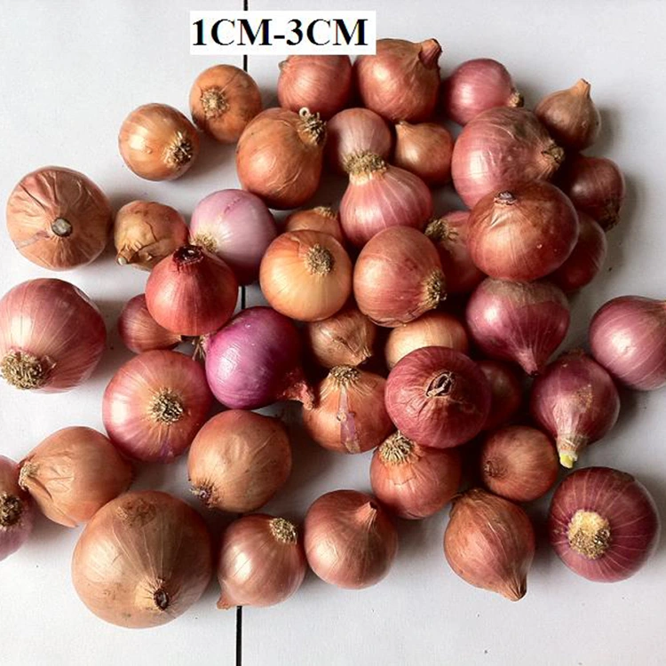 Тандалган Fresh Little Pearl пияз